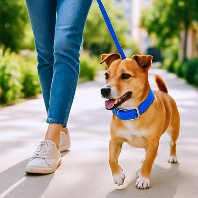 collier-de-dressage-pour-chien-marche