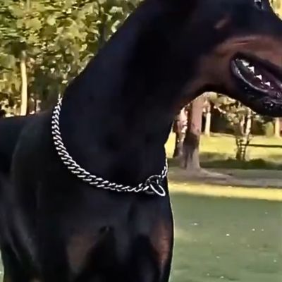 collier-etrangleur-chien-acier