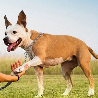 collier-etrangleur-chien-dressage