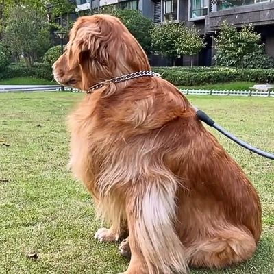 collier-etrangleur-chien-golden