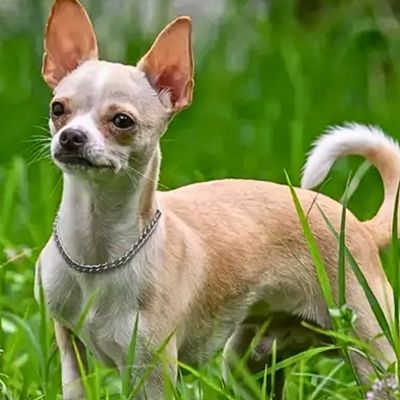 collier-etrangleur-chien-petit