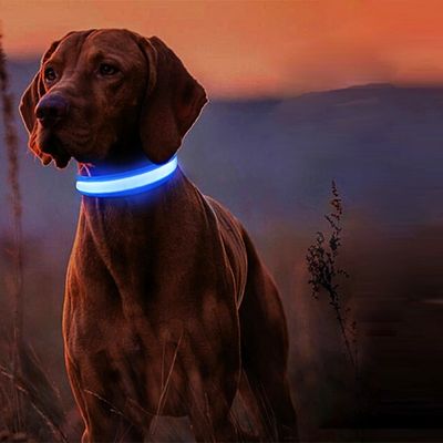 collier lumineux chien brac