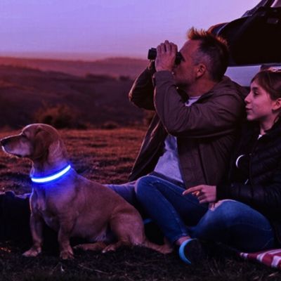 collier lumineux chien camping