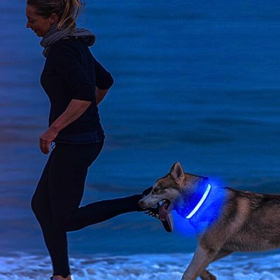 collier lumineux chien course