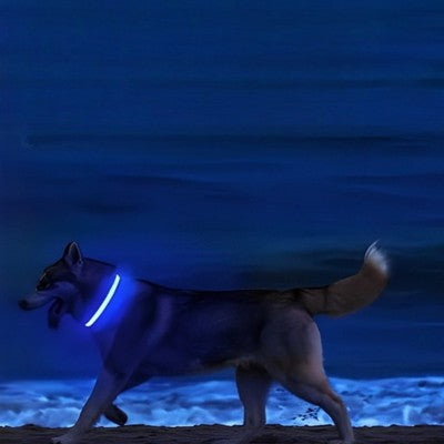 collier lumineux chien obscurite