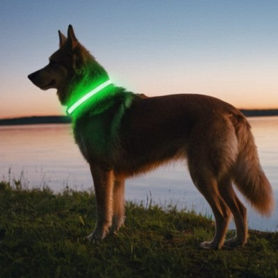 collier lumineux chien vert