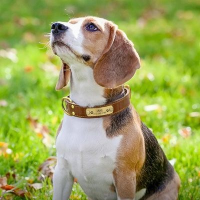 collier-personnalise-chien-Jake