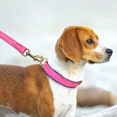 collier-personnalise-chien-chasse