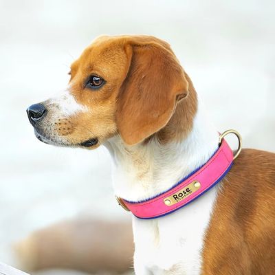 collier-personnalise-chien-femelle