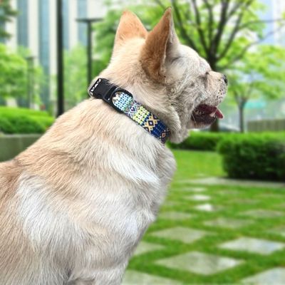 collier-pour-chien-joli