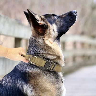 collier-pour-chien-robuste