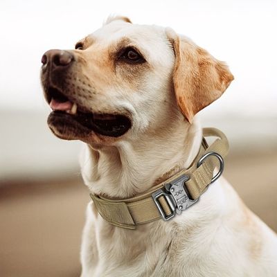 collier-pour-chien-solide