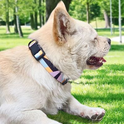 collier-pour-chien-style