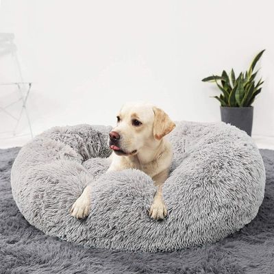 couchage-chien-articulations