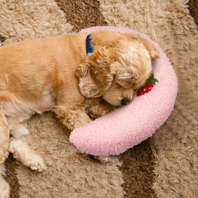 coussin-chien-appui