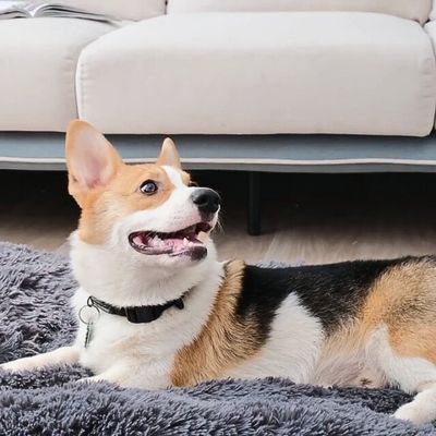 coussin-chien-dehoussable