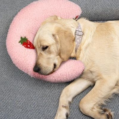 coussin-chien-resistant