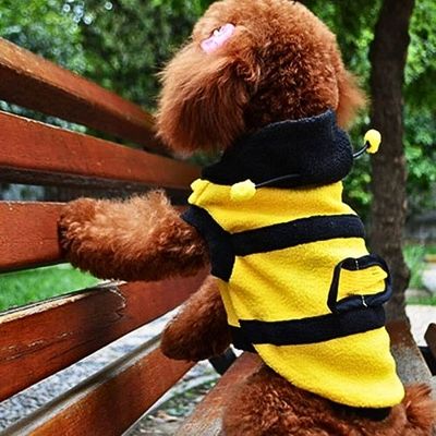 deguisement-pour-chien-banc