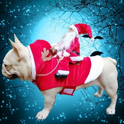 deguisement-pour-chien-bulldog1