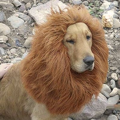 deguisement-pour-chien-chaud