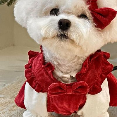 deguisement-pour-chien-corduroy
