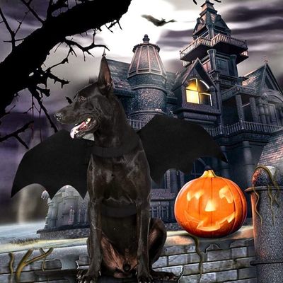 deguisement-pour-chien-doberman