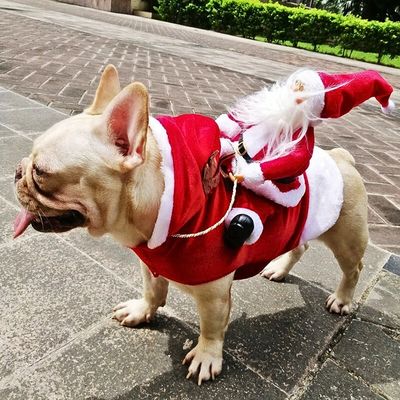 deguisement-pour-chien-perenoel