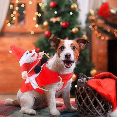 deguisement-pour-chien-petit1