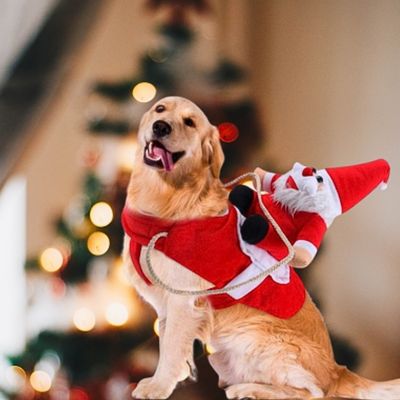 deguisement-pour-chien-sapin
