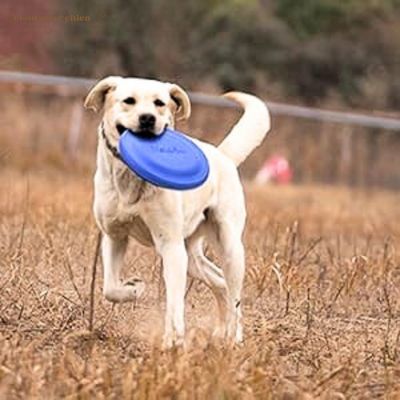 frisbee-chien-amusement