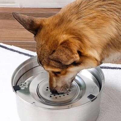 gamelle-chien-anti-eclaboussure-boire