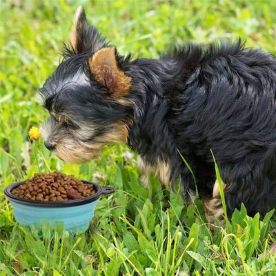 gamelle-pour-chien-randonnee