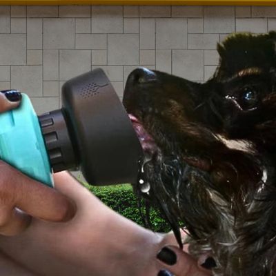 gourde-pour-chien-boire