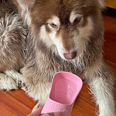 gourde-pour-chien-colley