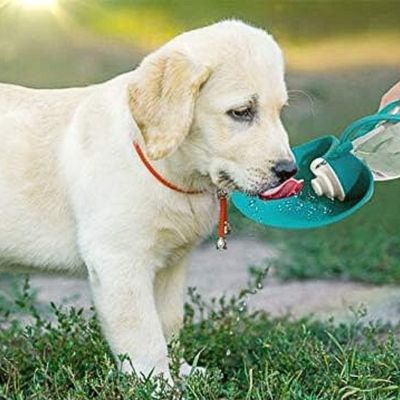gourde-pour-chien-eau