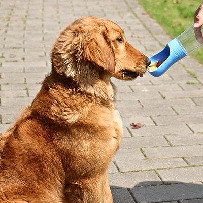 gourde-pour-chien-golden