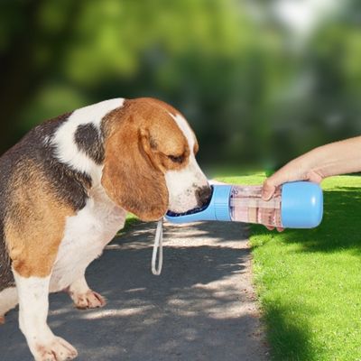 gourde-pour-chien-parc