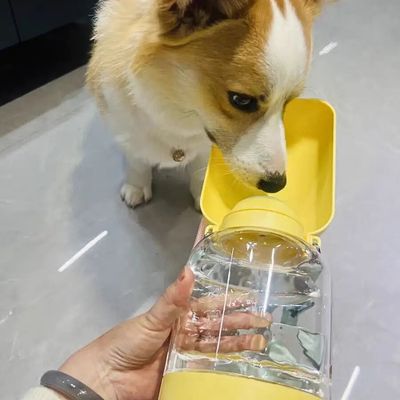 gourde-pour-chien-utile
