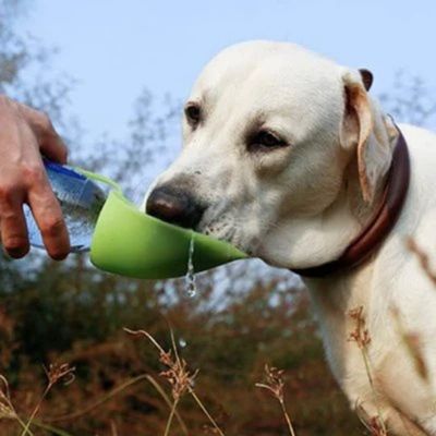 gourde-pour-chien-vert