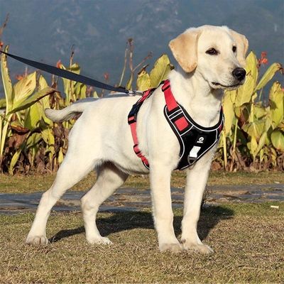 harnais-anti-traction-chien