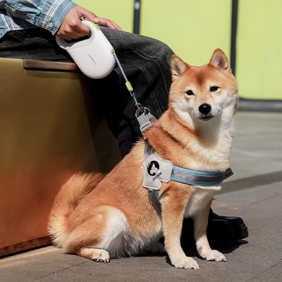harnais-chien-bleu