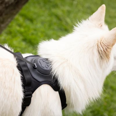 harnais-chien-noir