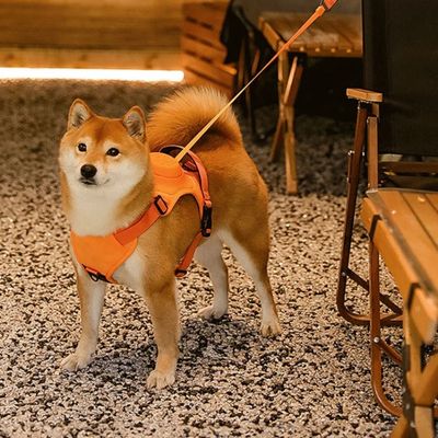 harnais-chien-orange