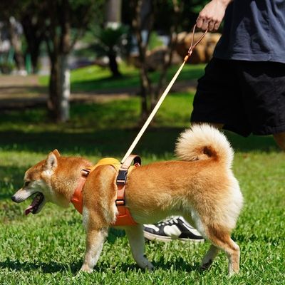 harnais-chien-parc