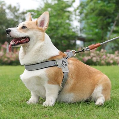 harnais-chien-protege