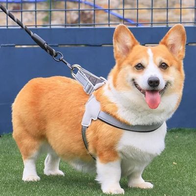 harnais-chien-resistant
