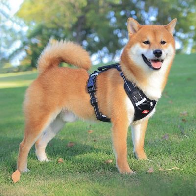 harnais-lumineux-chien-confort