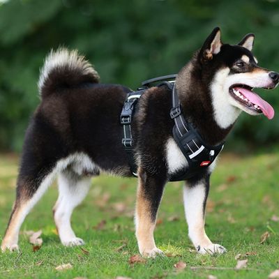 harnais-lumineux-chien-leger