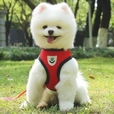 harnais-petit-chien-confort