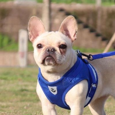 harnais-petit-chien-resistant